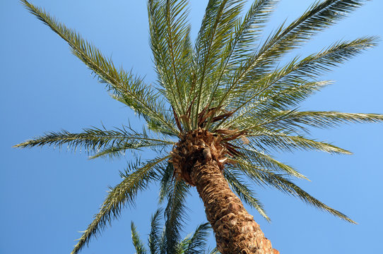 Phoenix dactylifera date palm tree in Taba, Egypt
