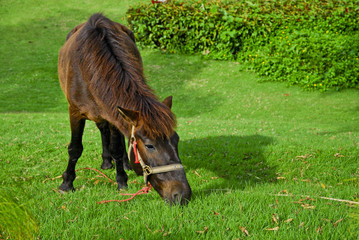 Fototapeta premium Horse eat grasses