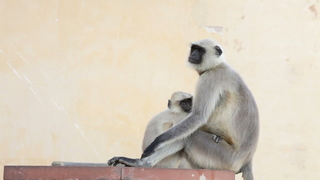 Gray Langur Monkey Holding Infant