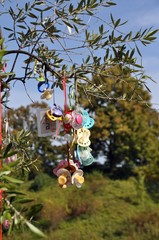 Nucki-Baum