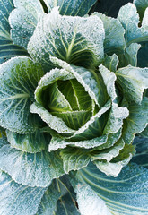 Green cabbage from top view with frozen leaves.