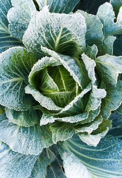 Green cabbage from top view with frozen leaves.