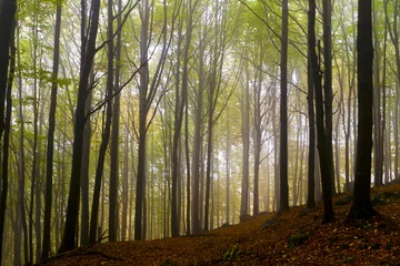 Plexiglas foto achterwand Fallen leaves in autumn forest and mysterious fog. © Justinb