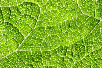 Macro of green leaf