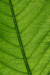 Fototapeta na wymiar Close up of Green Leaf vein