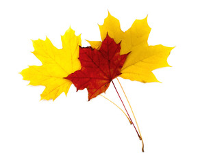 beautiful autumn maple leaf isolated on white background