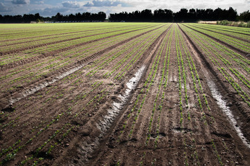 Watered young crops