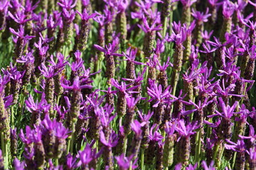 Obraz premium Purple flower