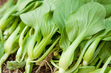 収穫したミニチンゲンサイ