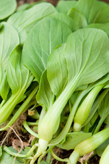 収穫後のミニチンゲン菜