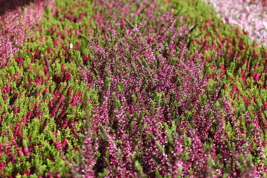Blooming heather flowers on the green meadow