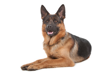 German shepherd