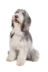 bearded collie