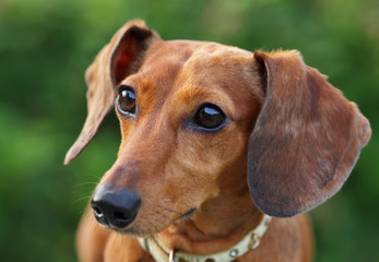 dachshund dog