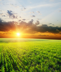 sunset over green field