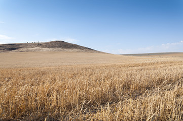 Obraz premium Campo de cebada cosechado