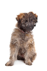 Naklejka na ściany i meble Pyrenean Shepherd puppy