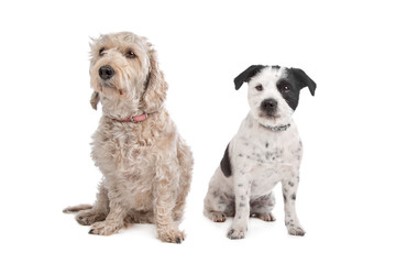 mixed breed dog
