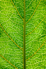 Green leaf