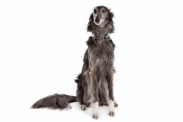 Silken windhound