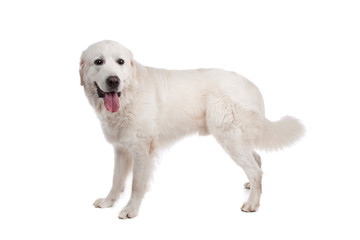 Polish Tatra Sheepdog