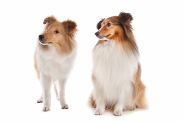 Shetland sheepdog