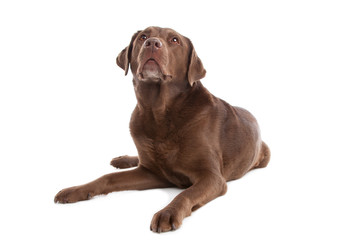 Chocolate Labrador