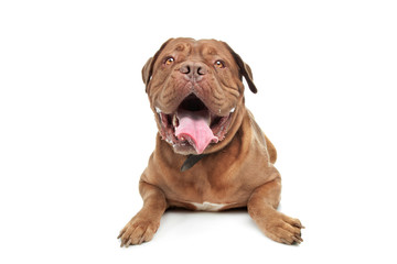 Obraz premium Dogue de Bordeaux