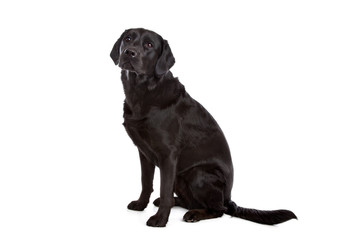 cross breed dog of a Labrador and a Flat-Coated Retriever