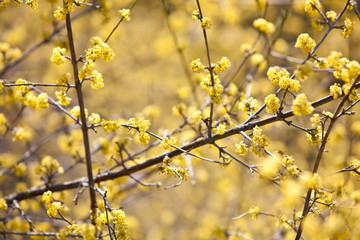 Tree branch in bloom