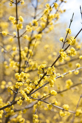 Tree branch in bloom