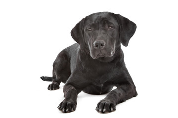 Black Labrador