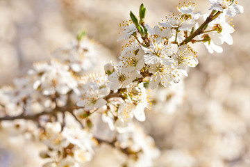 Tree branch in bloom
