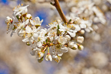 Tree branch in bloom