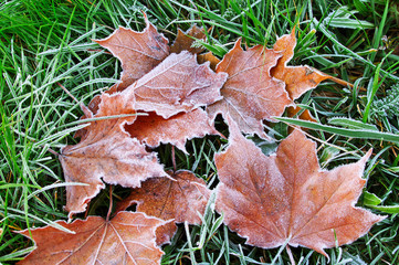 Frosty maple leaves
