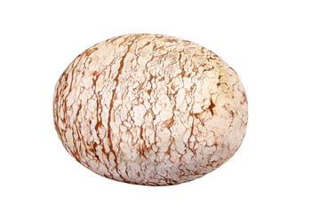 spherical fossil