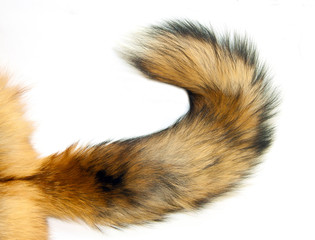 Red Fox tail - obrazy, fototapety, plakaty