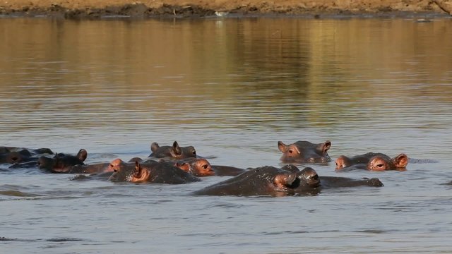 Hippopotamus in water, Kruger National Park, South Africa