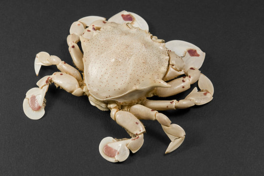 moon crab isolated on black