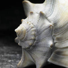 seashell closeup