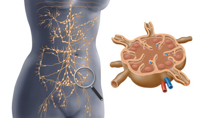 Lymphbahnen und Lymphknoten im Bauchraum