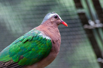 dove