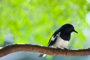 magpie