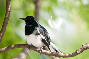 magpie
