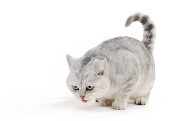 British cat hunter on white background