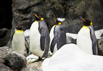 Crowded colony of King Penguins on the stone coast