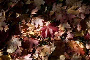 impression of leaves and autumn colors