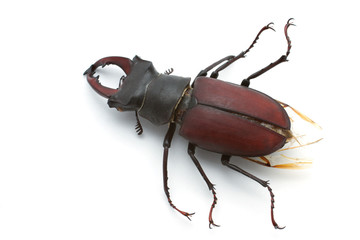 Stag Beetle (male)