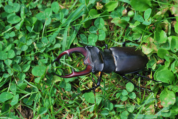 Fototapeta premium grosser hischkaefer in der wiese
