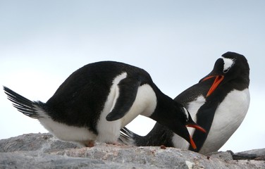 Eselspinguin (Pygoscelis papua)